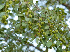 Anogeissus pendula