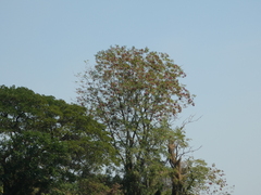 Dipterocarpus