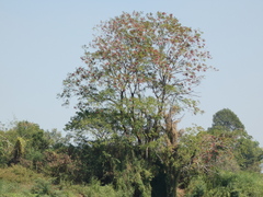 Dipterocarpus
