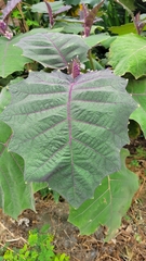 Solanum quitoense
