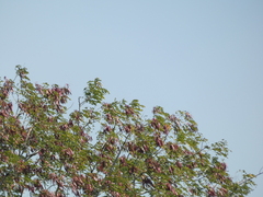 Dipterocarpus