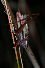 Conocephalus albescens