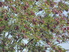 Dipterocarpus