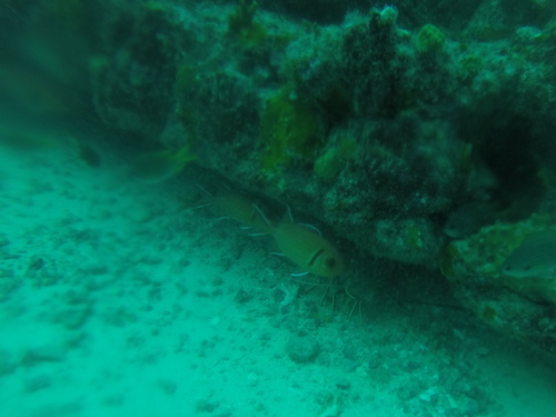 Panulirus regius