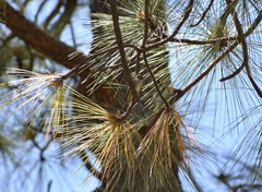 Empidonax occidentalis