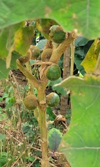 Solanum quitoense
