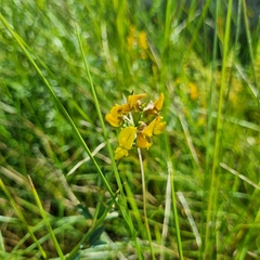 Crotalaria globifera