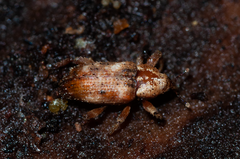 Mitrastethus baridioides