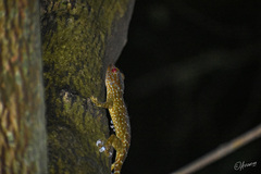 Gekko gecko