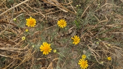 Thymophylla tenuiloba