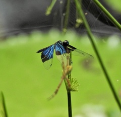 Rhyothemis resplendens