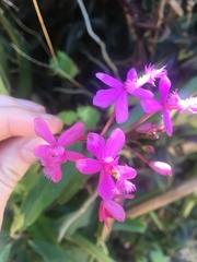 Epidendrum