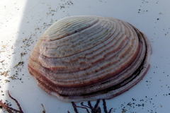 Semele decisa