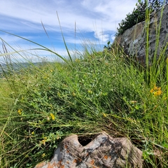 Crotalaria globifera