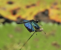 Rhyothemis resplendens