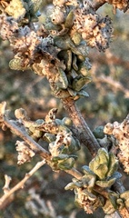 Atriplex polycarpa