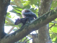 Sciurus variegatoides