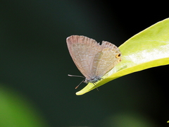 Catopyrops florinda