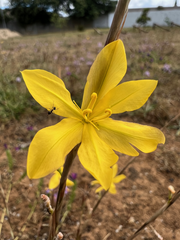 Moraea lewisiae