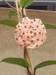 Hoya carnosa
