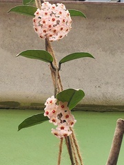 Hoya carnosa