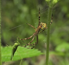 Argiope picta