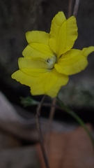 Goodenia hederacea