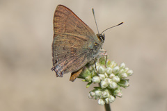 Satyrium saepium