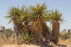 Yucca schidigera