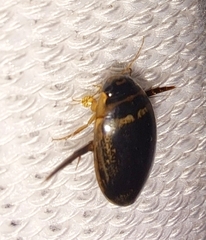 Thermonectus basillaris basillaris