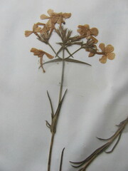 Phlox pilosa pilosa