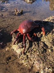 Taliepus nuttallii