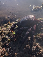 Taliepus nuttallii