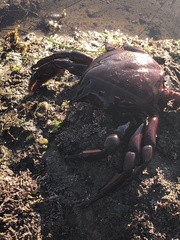 Taliepus nuttallii