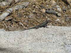 Sceloporus graciosus vandenburgianus