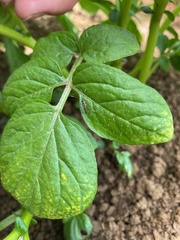 Glabridorsum stokesii