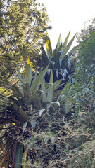 Cordyline indivisa
