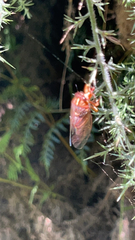 Cicadettinae