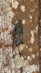 Amphipsalta zelandica