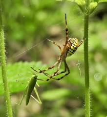 Argiope picta