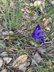 Iris douglasiana