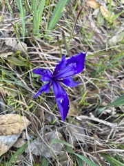 Iris douglasiana