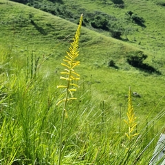 Kniphofia gracilis
