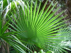 Acoelorraphe wrightii