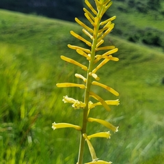 Kniphofia gracilis