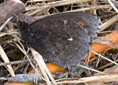 Erebia disa