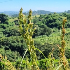 Cymbopogon nardus