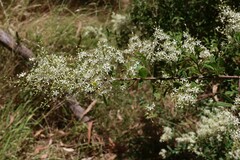 Bursaria spinosa spinosa