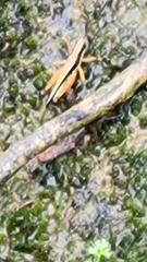 Orphulella concinnula