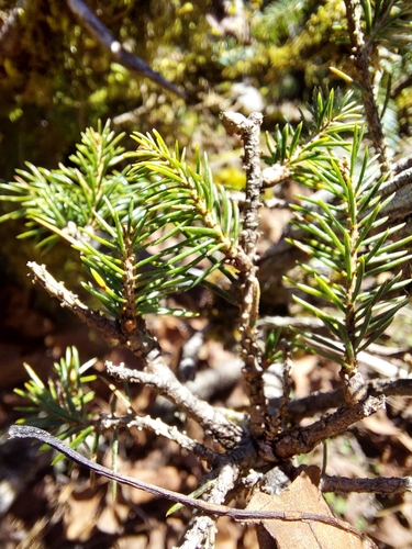 Taiwan spruce (Picea morrisonicola)